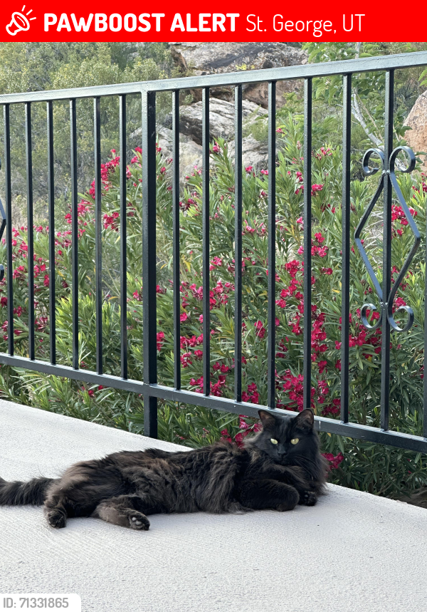 Lost Male Cat last seen Rio Virgin Dr , St. George, UT 84790