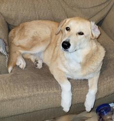 Lost Female Dog last seen Hunt/Kaufman county line off 34, Quinlan, TX 75474