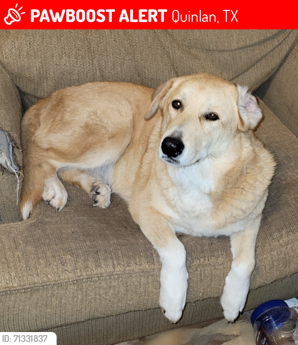 Lost Female Dog last seen Hunt/Kaufman county line off 34, Quinlan, TX 75474