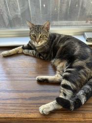 Lost Male Cat last seen Marlee Dr and N Quincy Rd, Turlock, CA 95380