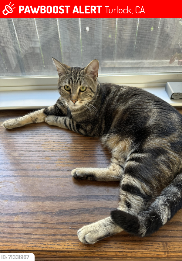 Lost Male Cat last seen Marlee Dr and N Quincy Rd, Turlock, CA 95380