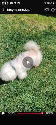 Lost Male Dog last seen Near North Wilson wey Stockton California , Stockton, CA 95205