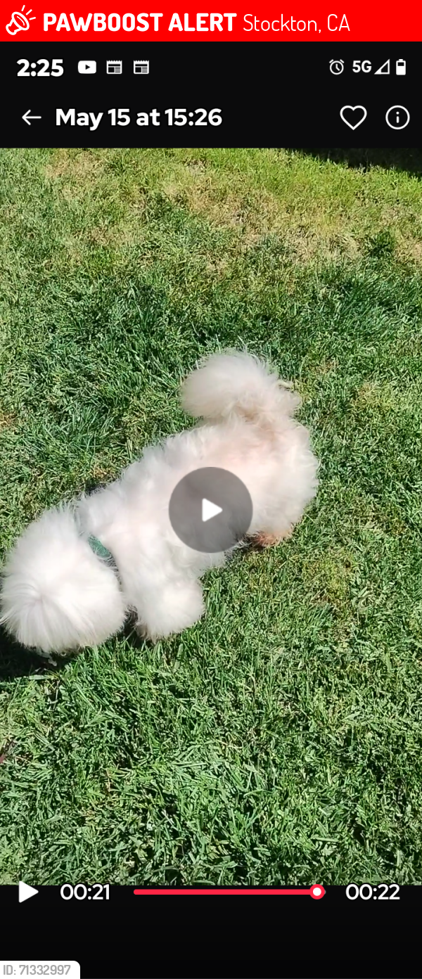 Lost Male Dog last seen Near North Wilson wey Stockton California , Stockton, CA 95205