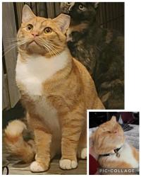 Lost Male Cat last seen Dam Rd/Gardendale/Stonecrest Blvd- Tega Cay,SC, Fort Mill, SC 29708