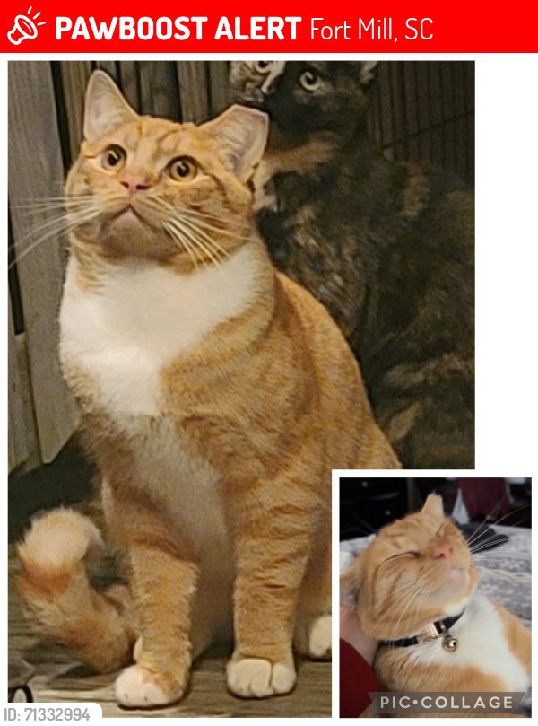 Lost Male Cat last seen Dam Rd/Gardendale/Stonecrest Blvd- Tega Cay,SC, Fort Mill, SC 29708
