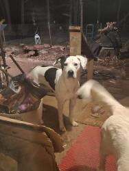 Reunited Male Dog last seen Paw paw rd. Stoneville NC 27048, Stoneville, NC 27048