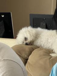 Reunited Female Dog last seen Campbell st, Spring Valley, NV 89147