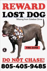 Lost Male Dog last seen Estaban drive and cerro crest, Camarillo, CA 93010