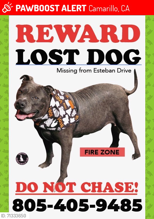 Lost Male Dog last seen Estaban drive and cerro crest, Camarillo, CA 93010