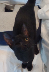 Lost Male Cat last seen Reward if found. Inside cat very scared! But is very loving. Food motivated., Tillmans Corner, AL 36619