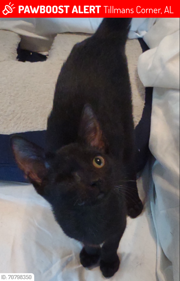 Lost Male Cat last seen Reward if found. Inside cat very scared! But is very loving. Food motivated., Tillmans Corner, AL 36619