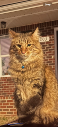 Lost Male Cat last seen Enon Springs and Old Nashville Hwy, Almaville road , Smyrna, TN 37167