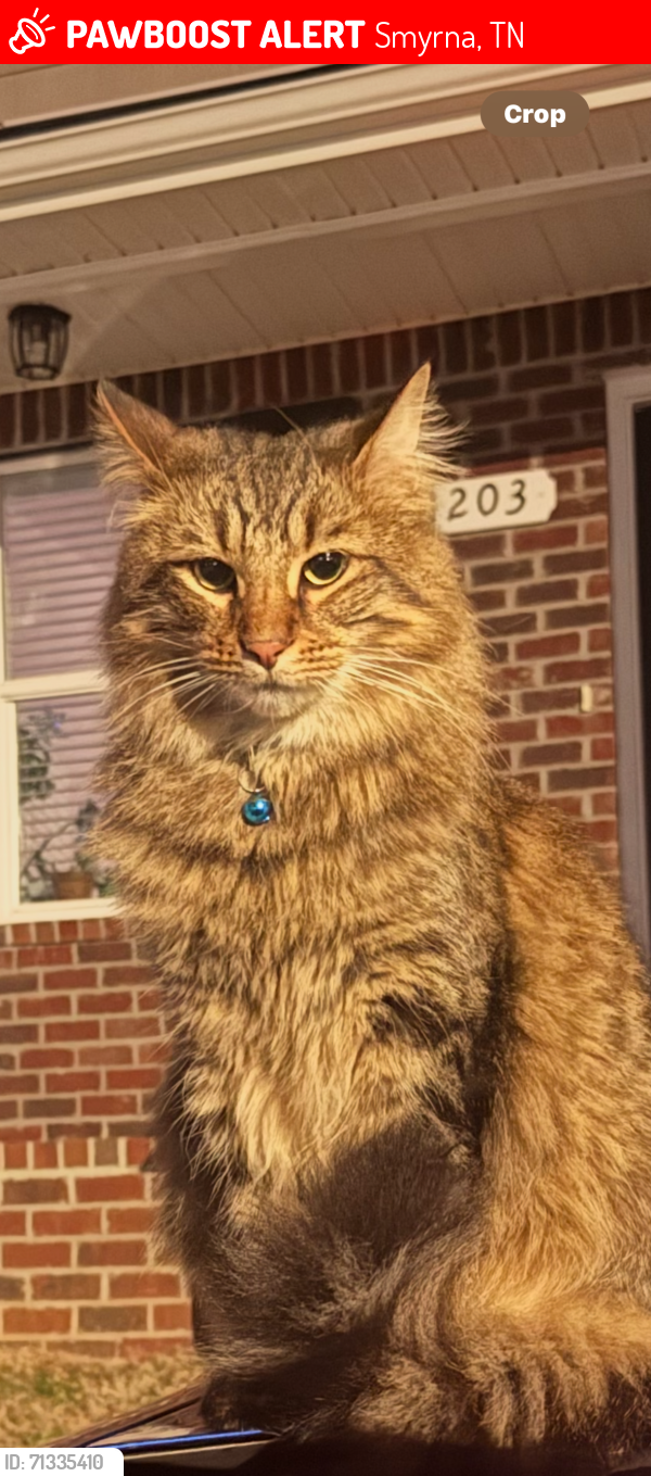 Lost Male Cat last seen Enon Springs and Old Nashville Hwy, Almaville road, Smyrna, TN 37167