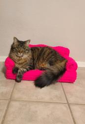 Lost Female Cat last seen Dysart and Greenway , Surprise, AZ 85374