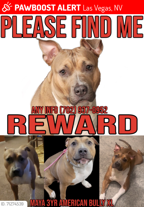 Lost Female Dog last seen Las Vegas , Las Vegas, NV 89108