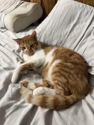 Lost Male Cat last seen Apache dr Hohenwald , Hohenwald, TN 38462