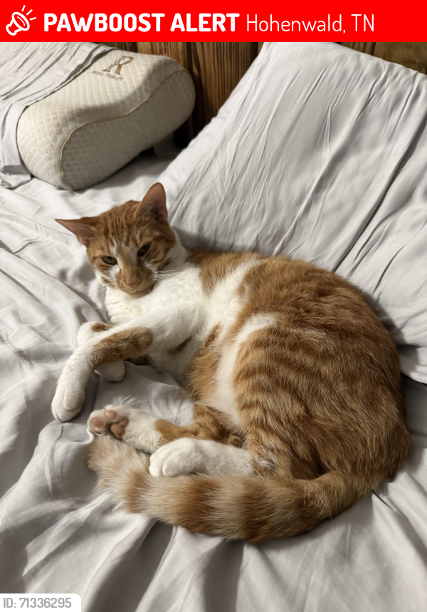 Lost Male Cat last seen Apache dr Hohenwald , Hohenwald, TN 38462