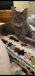 Lost Male Cat last seen Traditional, The Lakes, Port St. Lucie, FL 34987