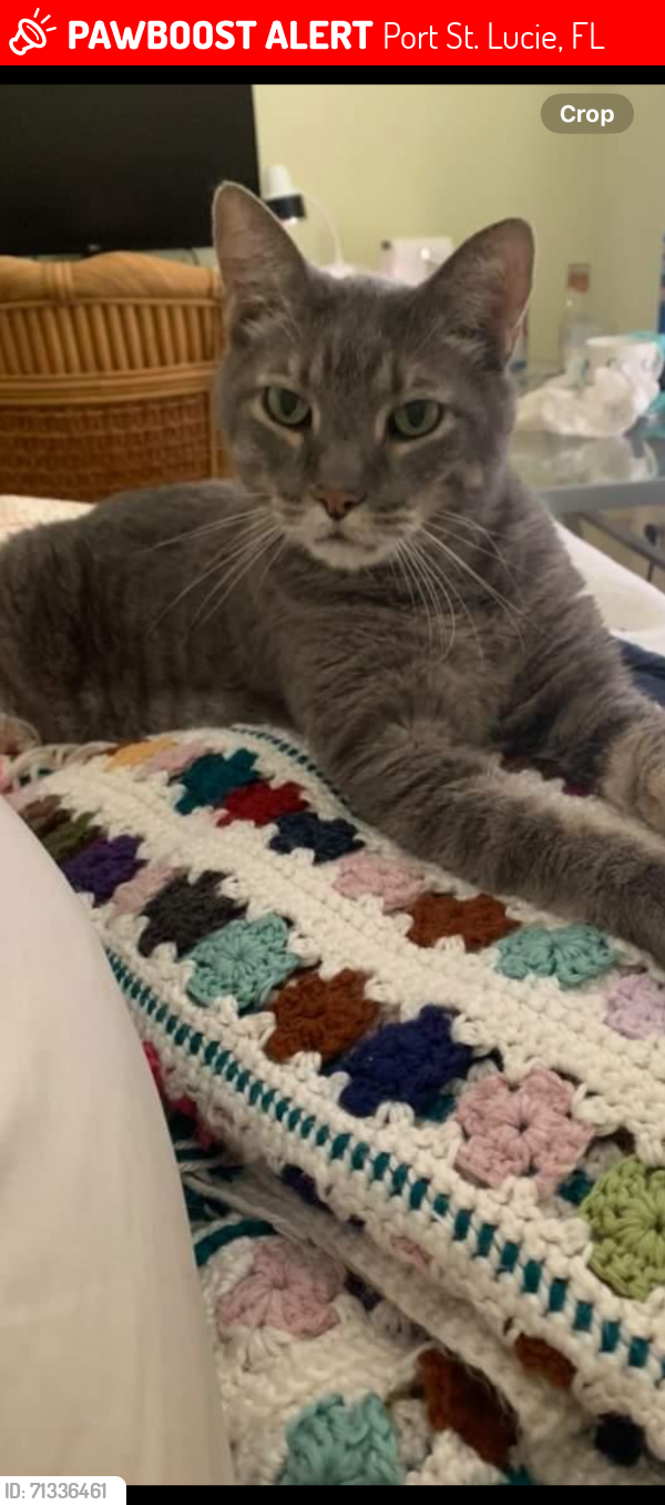 Lost Male Cat last seen Traditional, The Lakes, Port St. Lucie, FL 34987