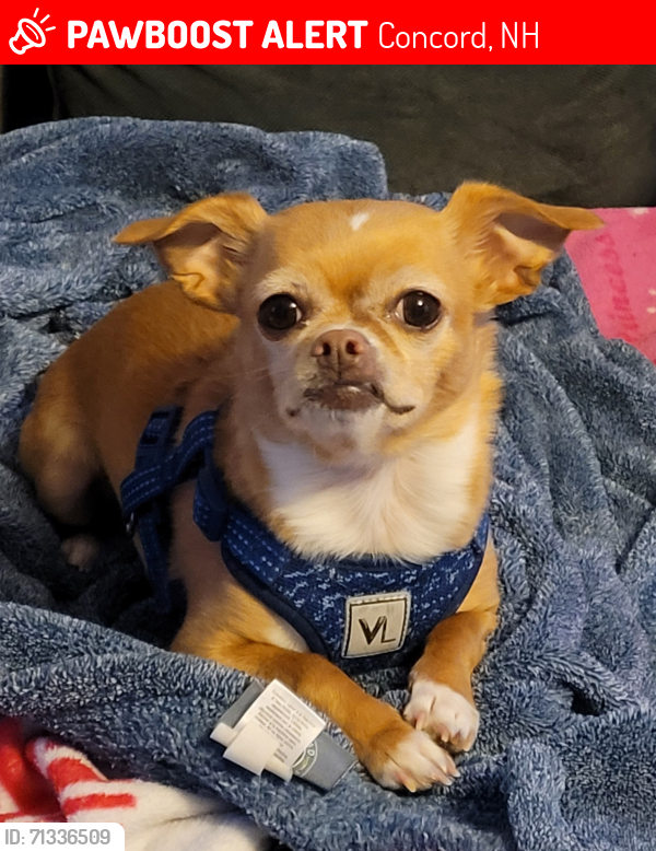 Lost Female Dog last seen Franklin St / Rumford St, Concord, NH 03301