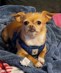 Lost Female Dog last seen Franklin St / Rumford St, Concord, NH 03301