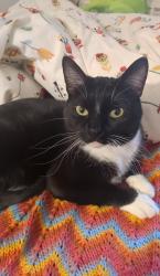 Lost Male Cat last seen Ward St and Joseph Avenue, Rochester, NY 14605