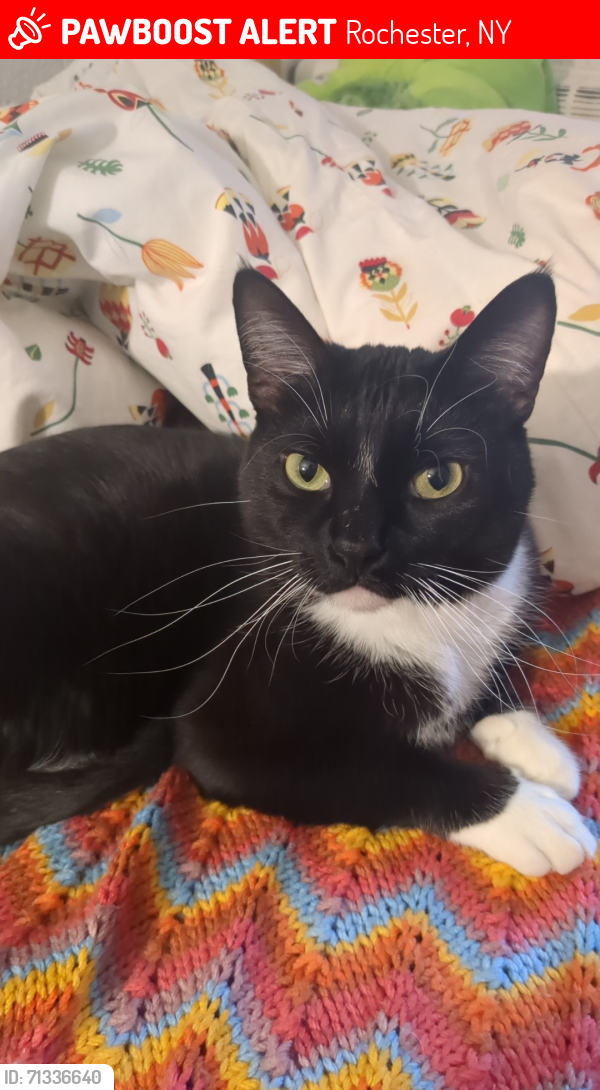 Lost Male Cat last seen Ward St and Joseph Avenue, Rochester, NY 14605