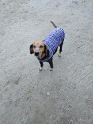 Lost Female Dog last seen #Marks/McKinley Clinton/Marks, Feland/ McKinley , Fresno, CA 93722