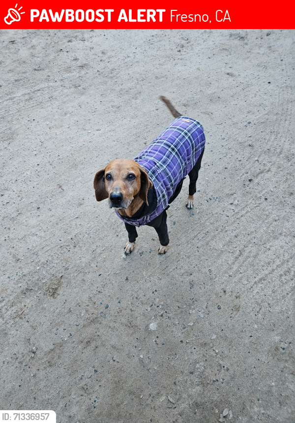 Lost Female Dog last seen #Marks/McKinley Clinton/Marks, Feland/ McKinley , Fresno, CA 93722