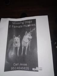 Lost Female Dog last seen Rimpau and Spruce, Corona ,ca, Corona, CA 92882
