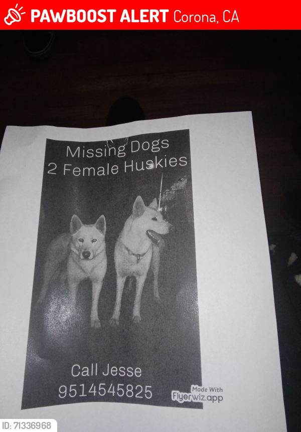 Lost Female Dog last seen Rimpau and Spruce, Corona ,ca, Corona, CA 92882
