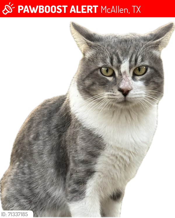 Lost Male Cat last seen Dove and 23rd St, McAllen, TX 78504