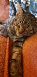 Lost Female Cat last seen Willow Rd, Hendersonville, NC 28739