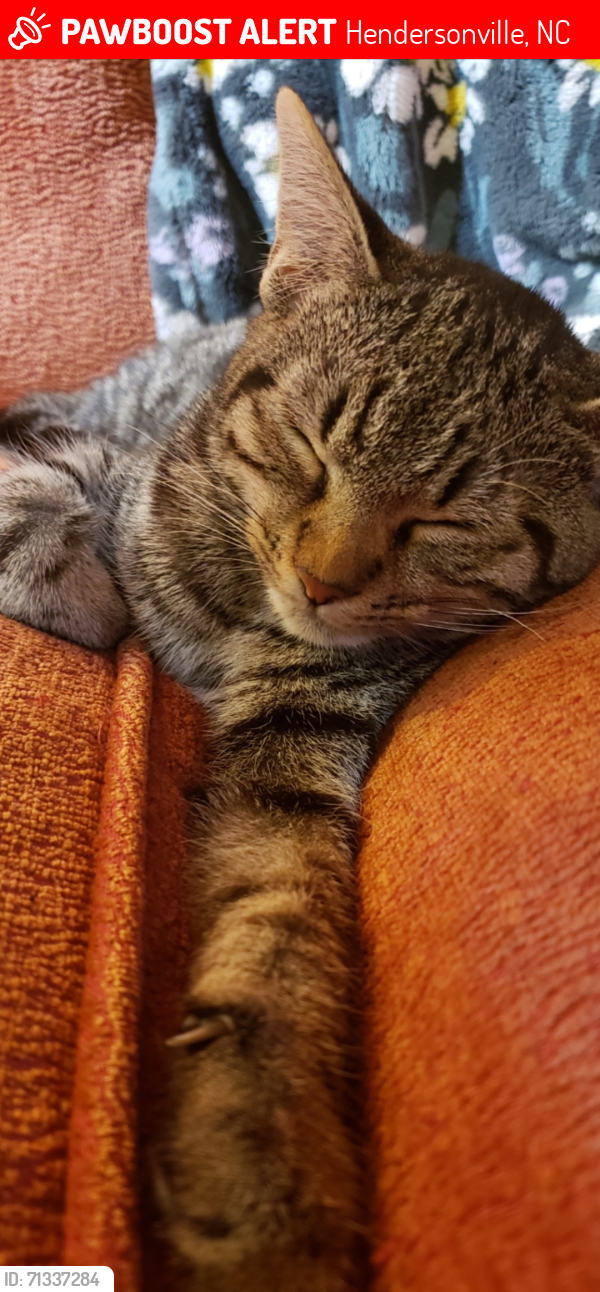 Lost Female Cat last seen Willow Rd, Hendersonville, NC 28739