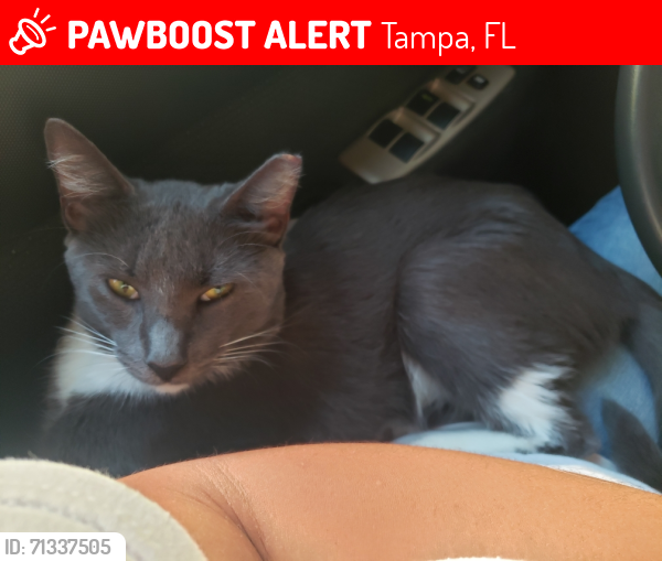 Lost Male Cat last seen E Adamo Dr. & S Falkenburg Rd., Tampa, FL 33619