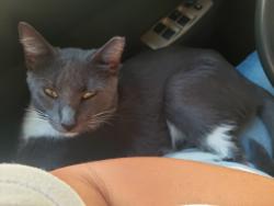 Lost Male Cat last seen E Adamo Dr. & S Falkenburg Rd., Tampa, FL 33619