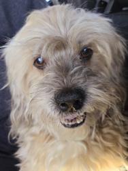 Lost Male Dog last seen South Western & West Washington, Los Angeles , Los Angeles, CA 90018