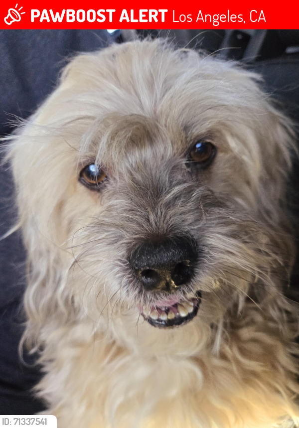 Lost Male Dog last seen South Western & West Washington, Los Angeles , Los Angeles, CA 90018