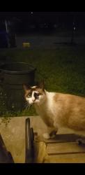 Lost Male Cat last seen 72nd & holgate, Portland, OR 97206
