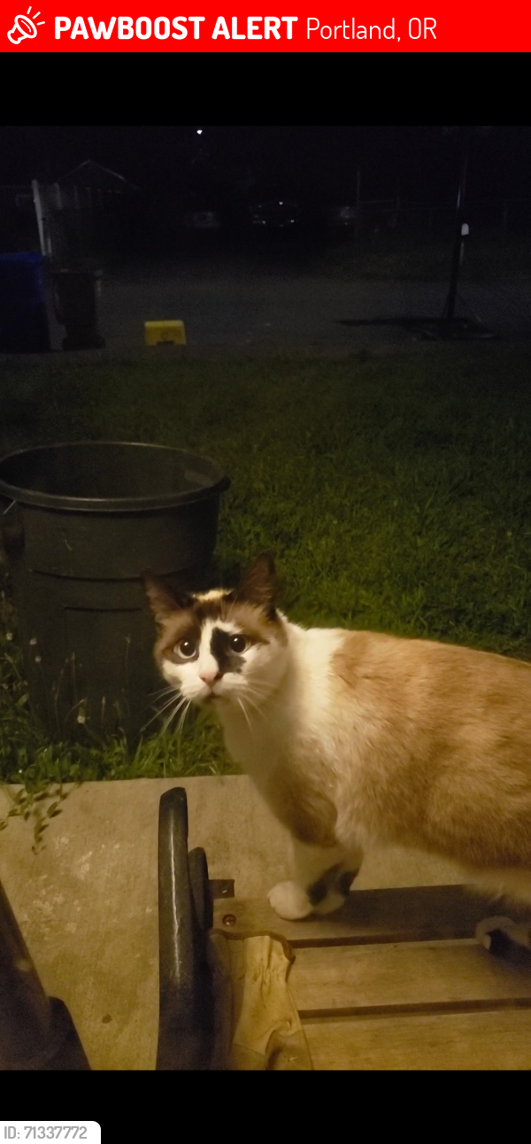 Lost Male Cat last seen 72nd & holgate, Portland, OR 97206