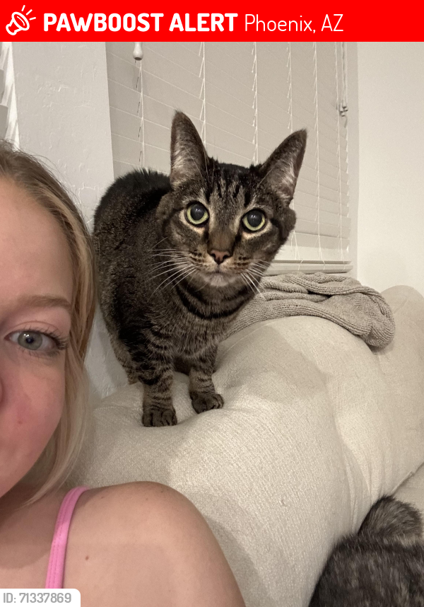 Lost Male Cat last seen I-17 & Jomax, Phoenix, AZ 85085