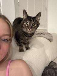 Lost Male Cat last seen I-17 & Jomax, Phoenix, AZ 85085