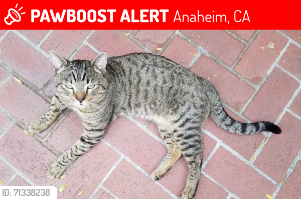 Lost Male Cat last seen Near S Cutty Way, Anaheim , Anaheim, CA 92802