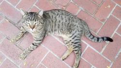 Lost Male Cat last seen Near S Cutty Way, Anaheim , Anaheim, CA 92802