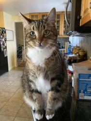 Lost Male Cat last seen Colony Road in Mumford Cove neighborhood; closest cross street Bass Dr., Groton, CT 06340
