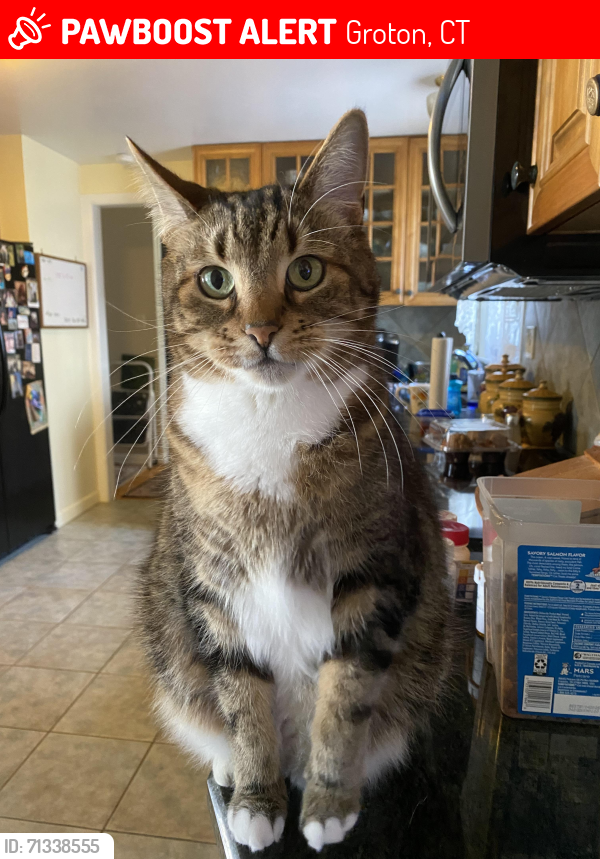Lost Male Cat last seen Colony Road in Mumford Cove neighborhood; closest cross street Bass Dr., Groton, CT 06340