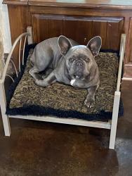 Lost Female Dog last seen Near county td 523 Burleson , Burleson, TX 76028