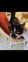 Lost Male Cat last seen Suncrest, Nine Mile Falls, WA 99026