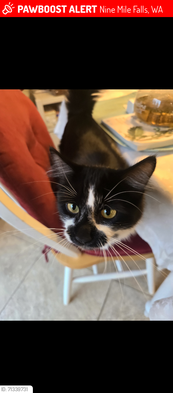 Lost Male Cat last seen Suncrest, Nine Mile Falls, WA 99026