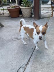 Reunited Male Dog last seen S Sunset Ave, San Jose, CA 95116, USA, San Jose, CA 95116
